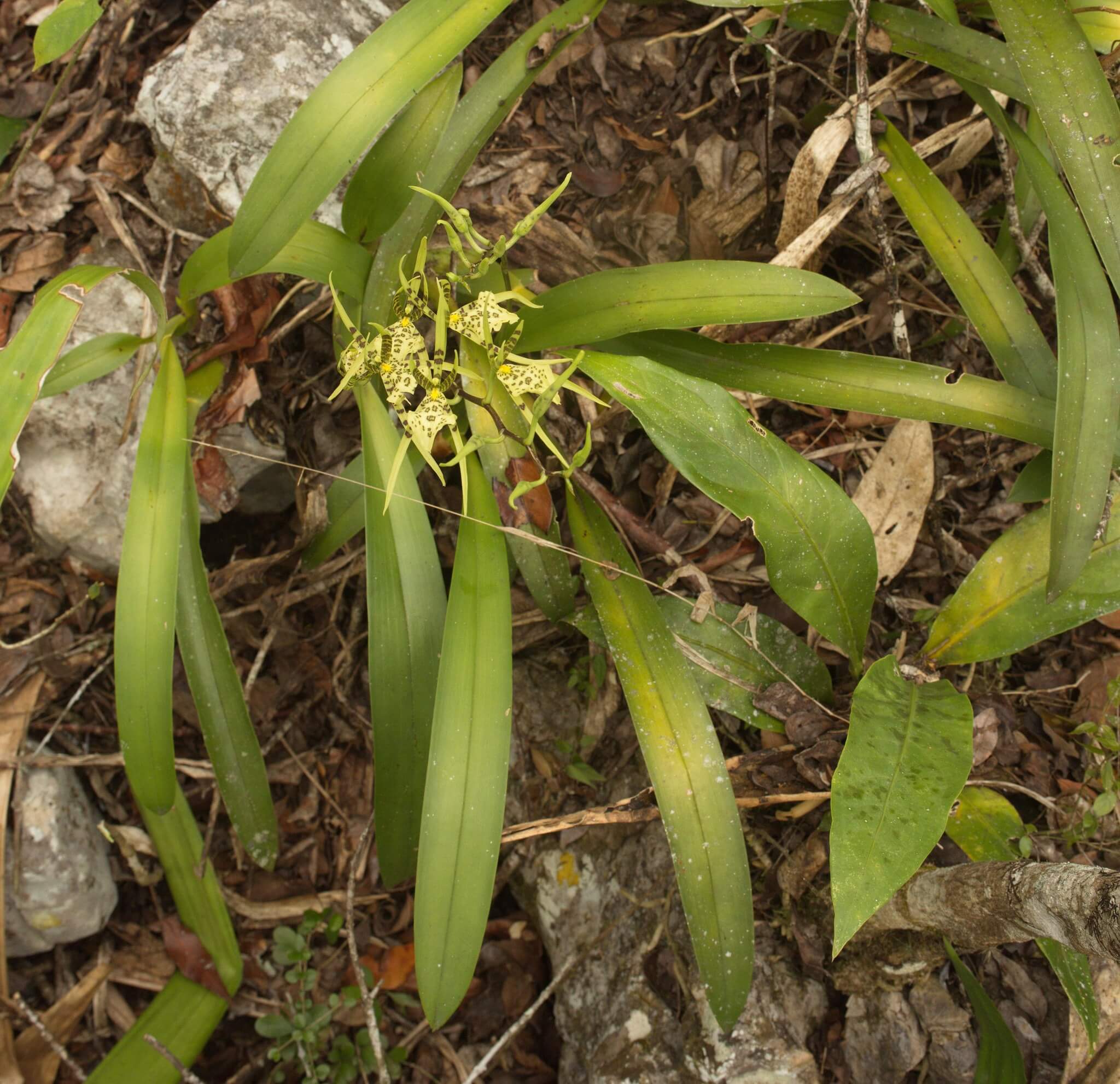Brassia maculata
